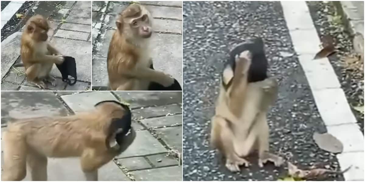 Monkey wearing face mask