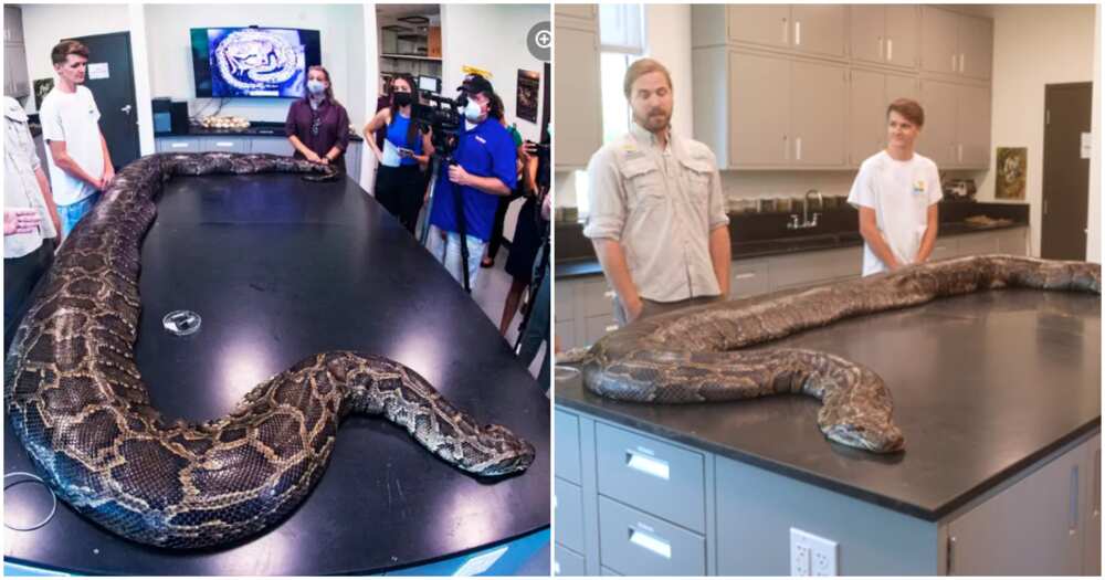 Largest Burmese python ever captured in Florida.