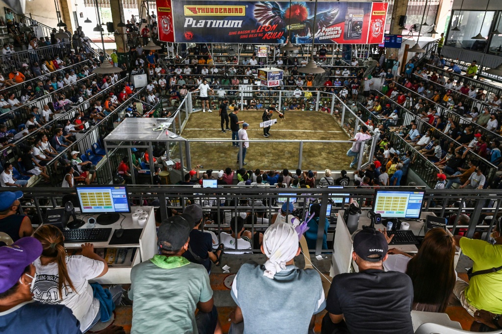 Shut for two years during the Covid-19 pandemic, traditional cockfighting arenas are getting back to full capacity