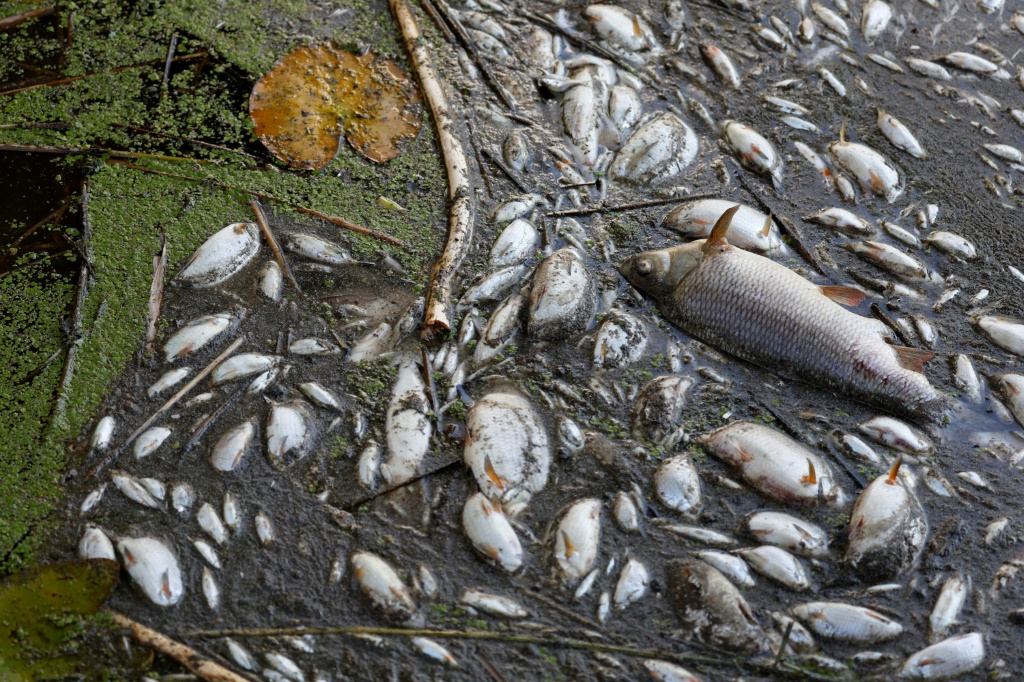 Dead fish are seen along the banks of the Oder River in Schwedt, Germany on August 12, 2022, after a massive fish kill was discovered in the river in the country's east