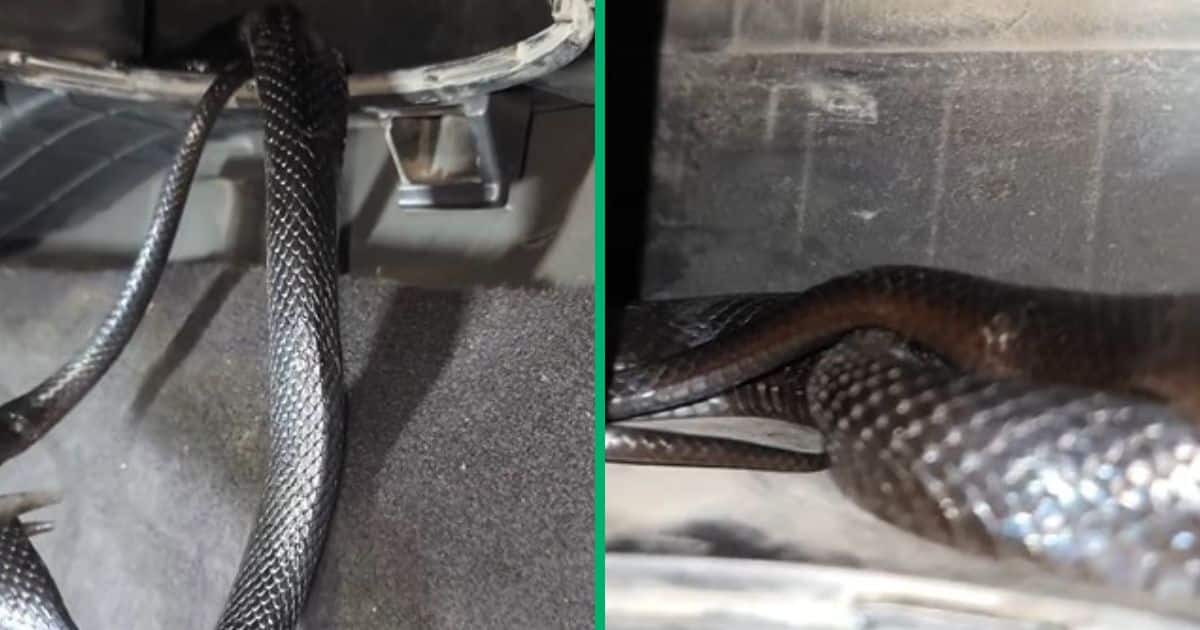 TikTok video of snake settled in car