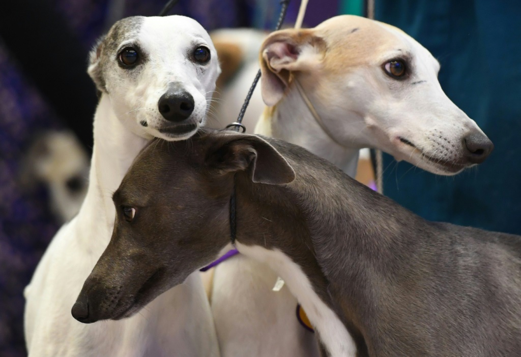 Whippets are among the dogs expected to live the longest, according to a new study