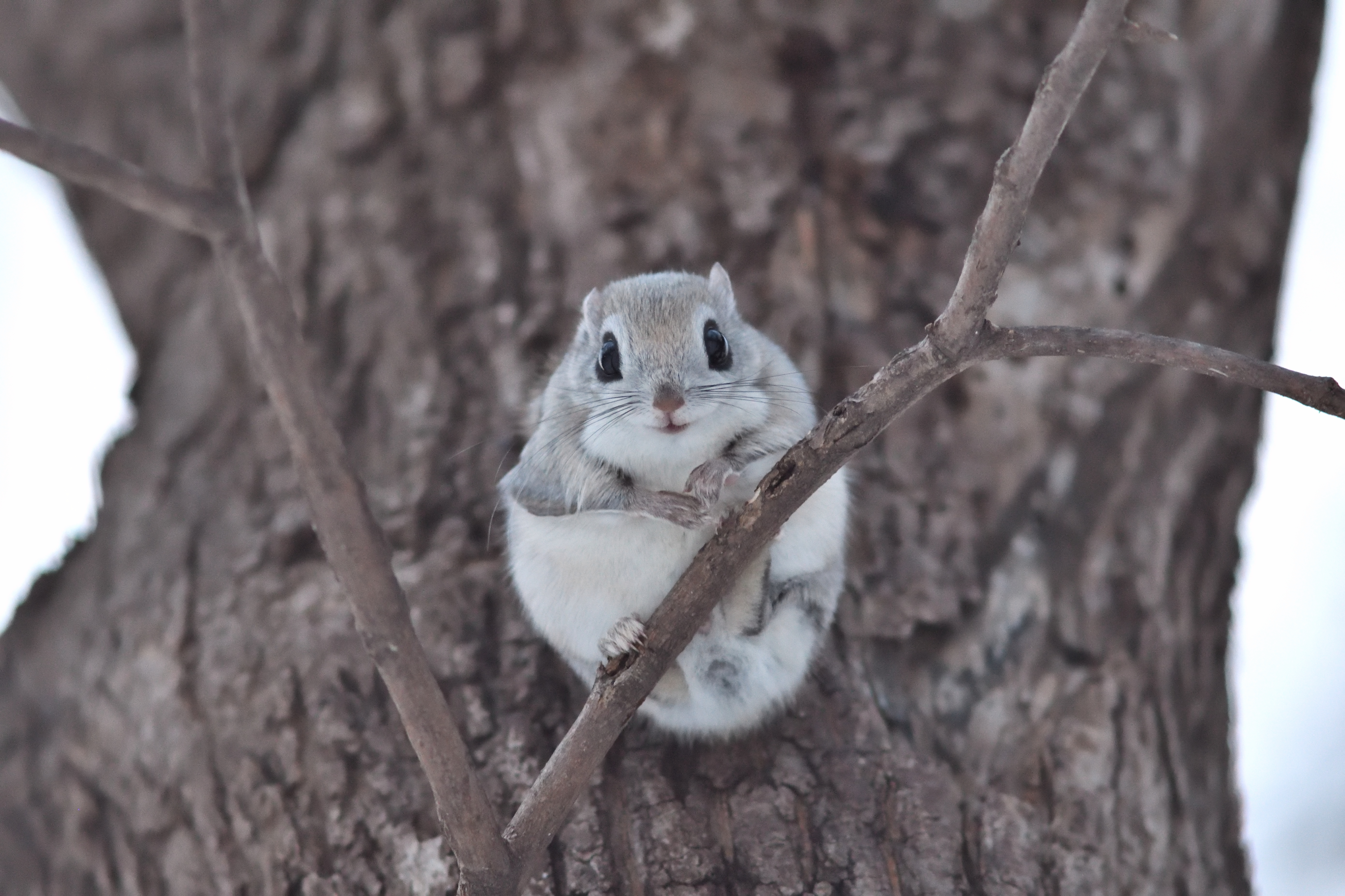 Ezo flying squirrel is leaning against a giant tree