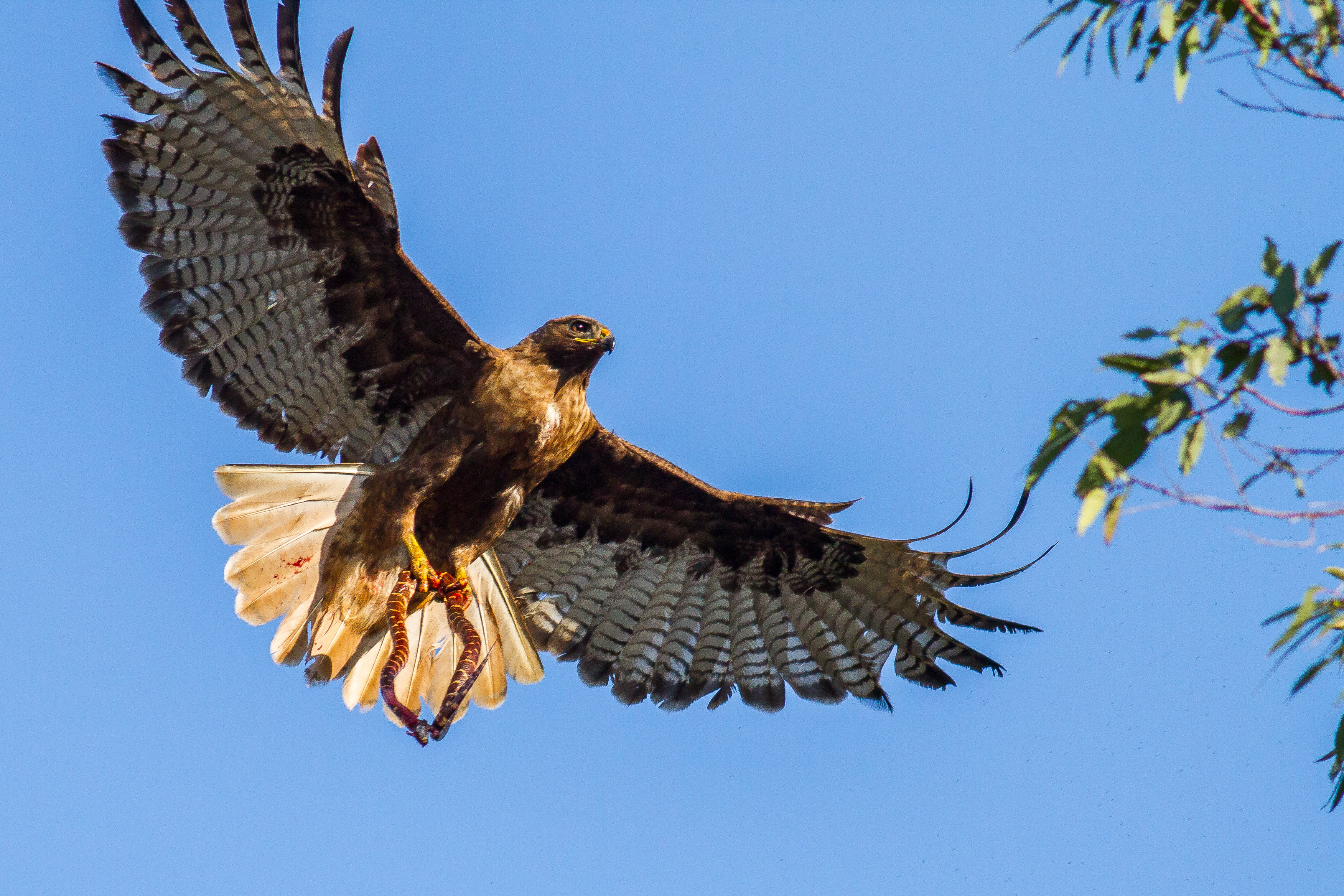 Red-tailed hawk with a kingsnake