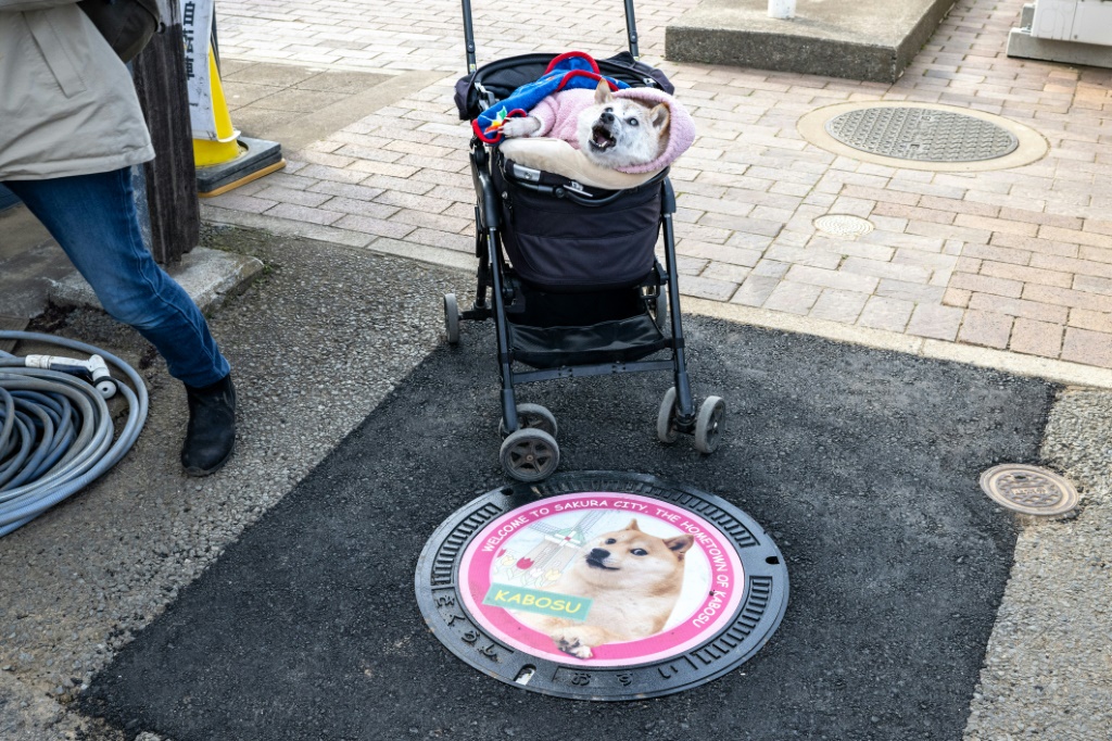 Japanese dog of 'Doge' meme fame dies - YEN.COM.GH