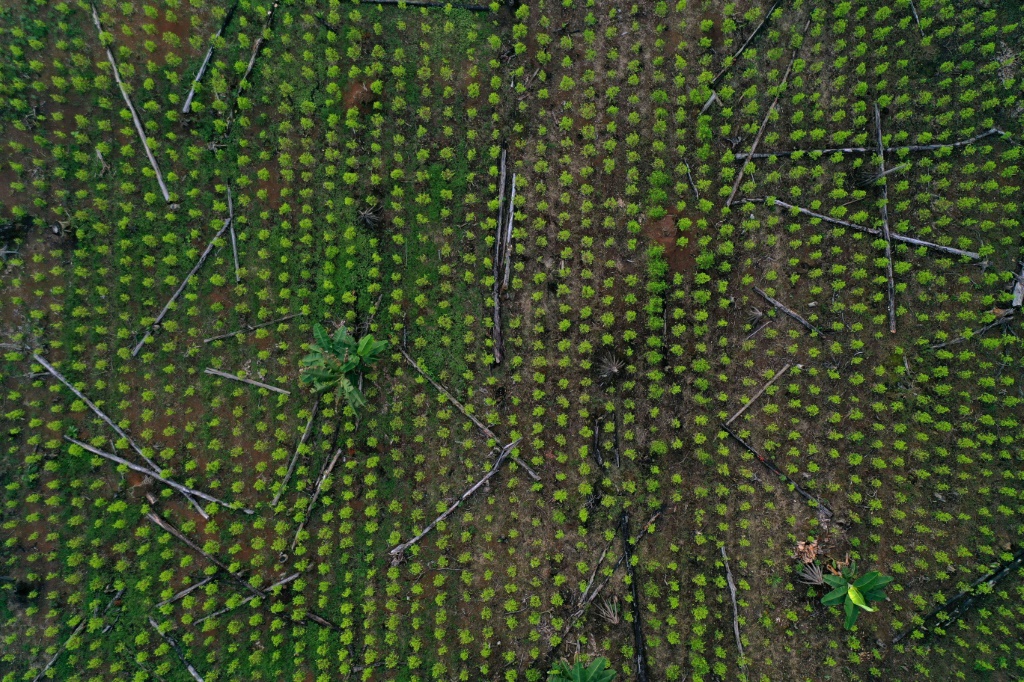 An aerial view of a coca field and remains of deforested trees in Guaviare department, Colombia in November 2021: experts say the outgoing conservative government to reduce deforestation 'failed'