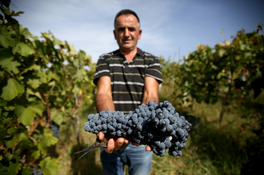 Winemaker Zef Ndoji poses with grapes of the native "Shesh i Zi" or Black Shesh variety