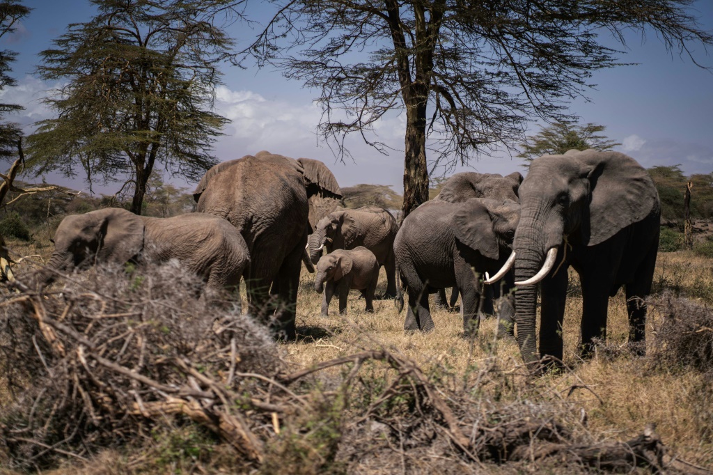 Older elephants and young calves are the first to succumb to prolonged drought, experts say