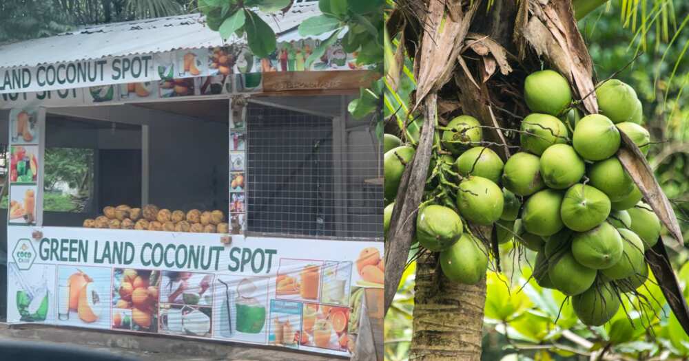 The outrageous price of one coconut in Accra gets many reacting