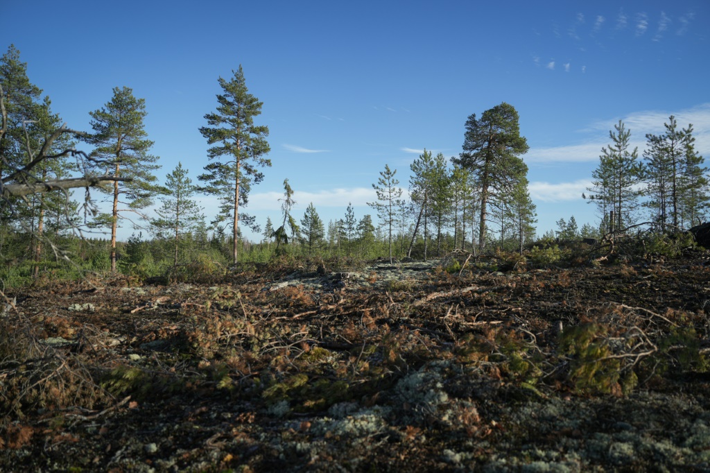 Logging has help turn Finland's land use sector, which includes forests, into a net source of emissions