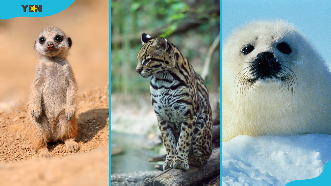 Meerkats, margay and harp seals are some of the cutest animals in the world