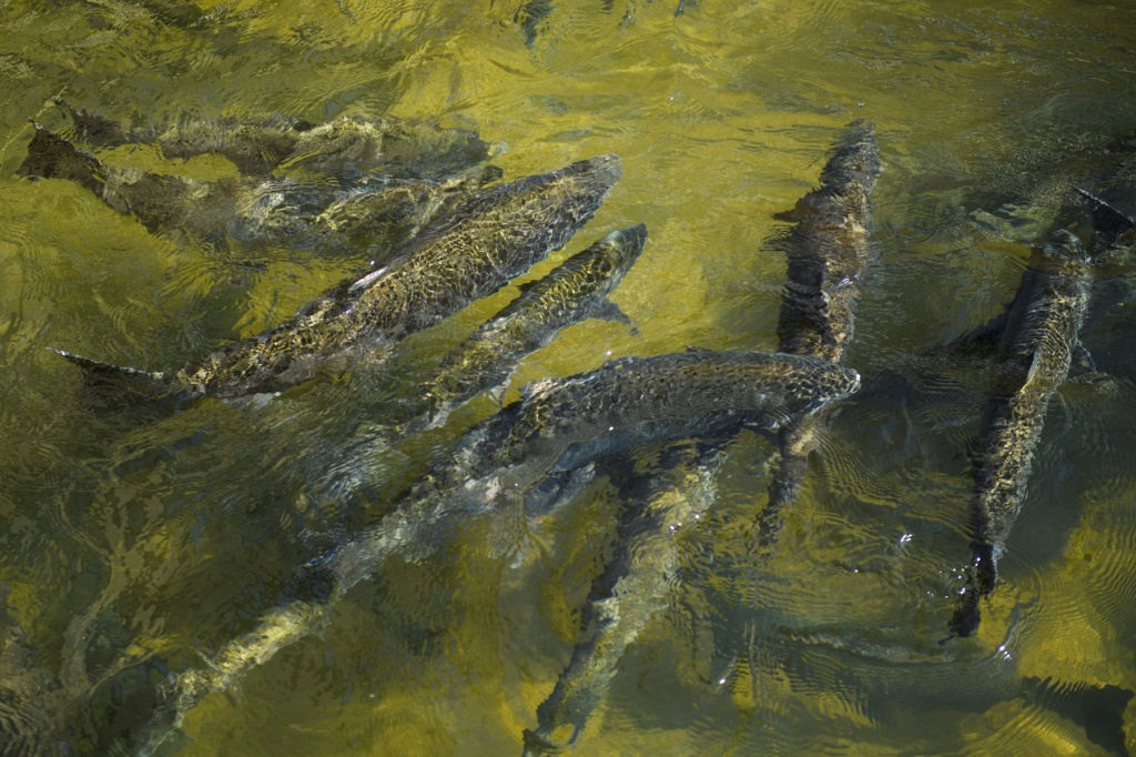 The number of salmon expected to return to California's rivers has plummeted close to historic lows
