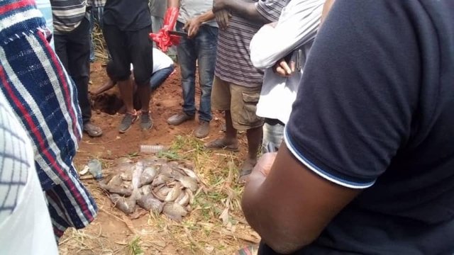 Accident on the Tano river poisons water; kills fishes and crocodiles in the river