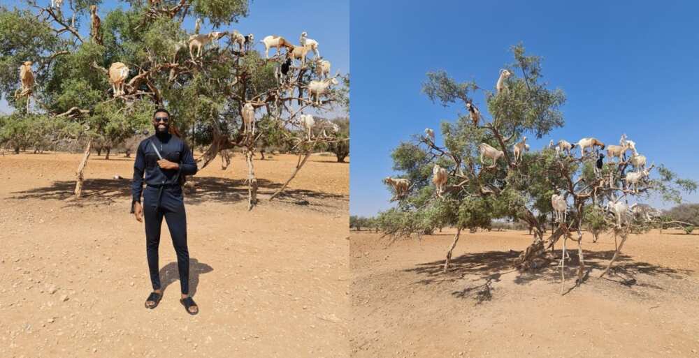 Man takes picture with goats on a tree