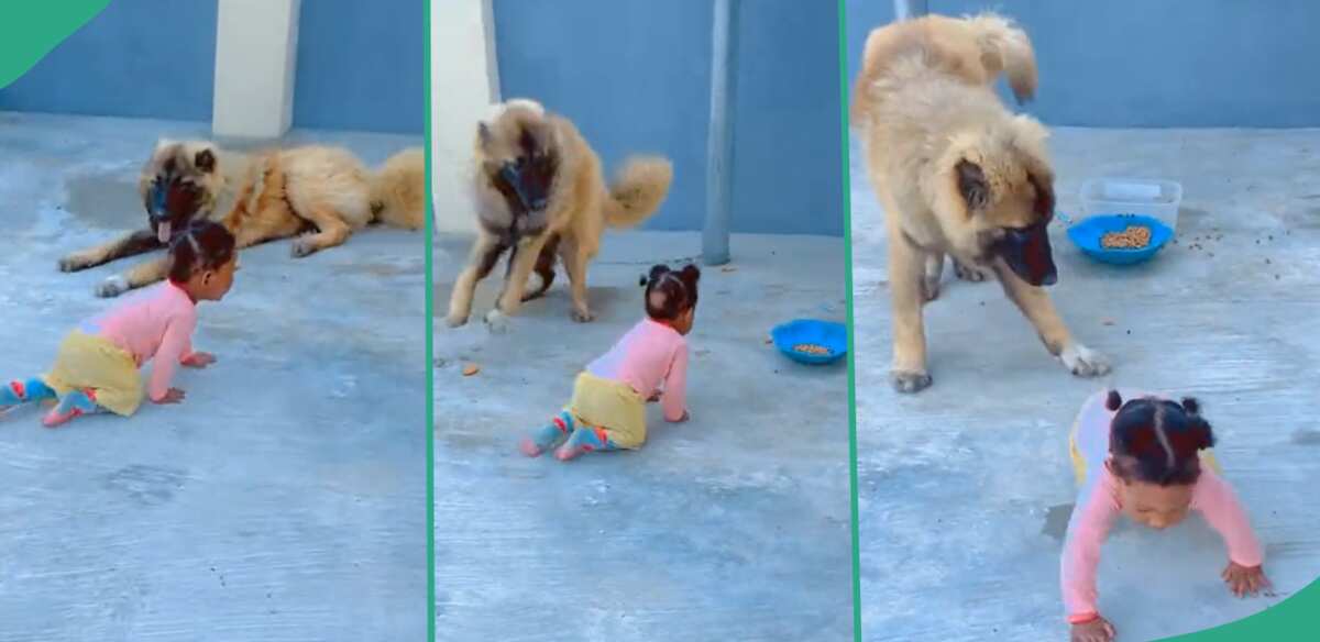 The moment a dog prevented a child from eating its food.