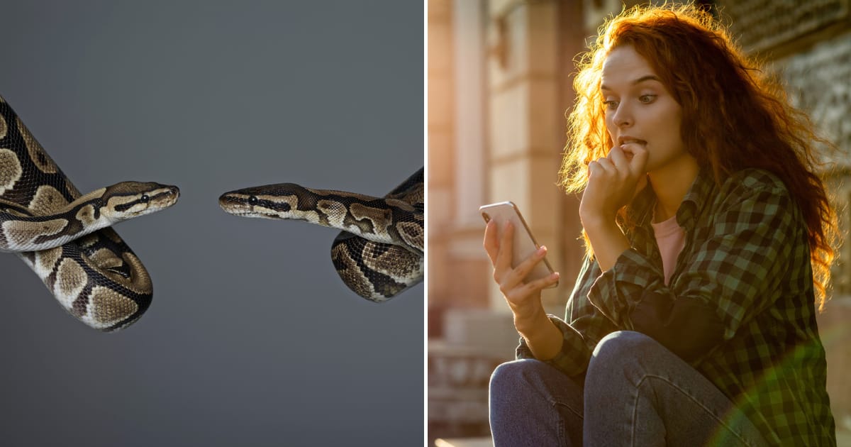 A lady found two pythons doing the deed behind her microwave.
