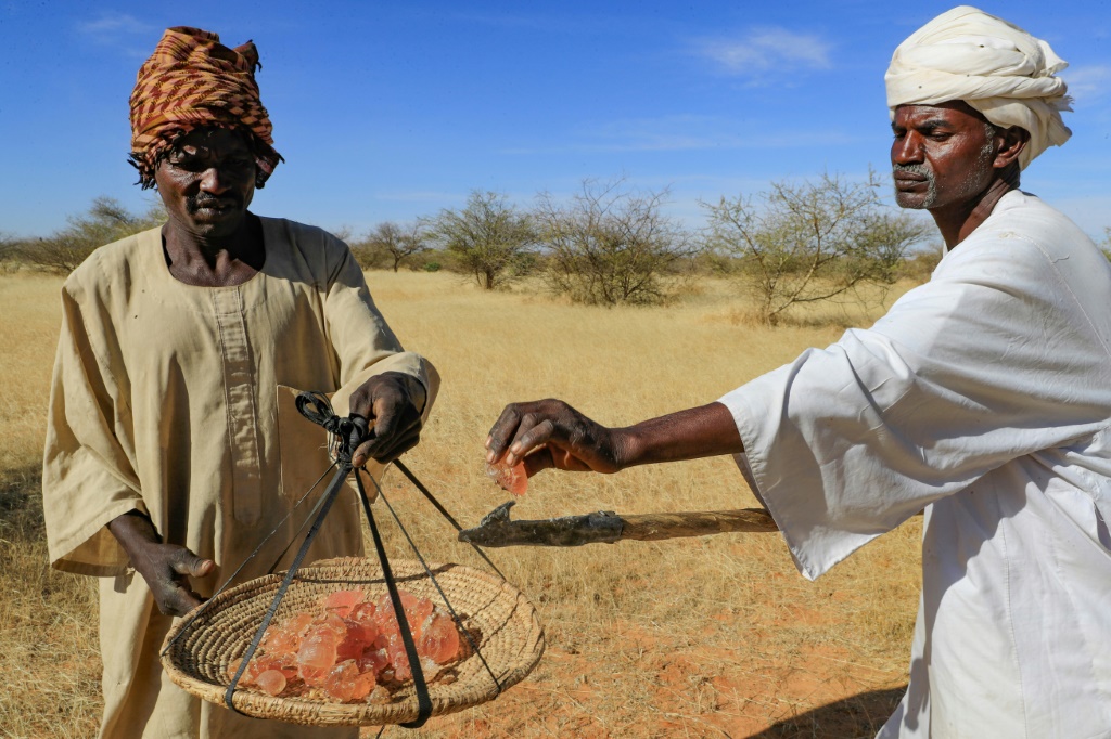 Gum arabic, a resin tapped from the acacia tree, is used in everything from soft drinks to pharmaceuticals but for leading world producer Sudan it is also seen as a key weapon in the fight against desertifcation