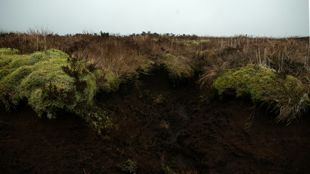 When sites deteriorate, typically after being drained for purposes such as rearing livestock, they become sources of GHGs