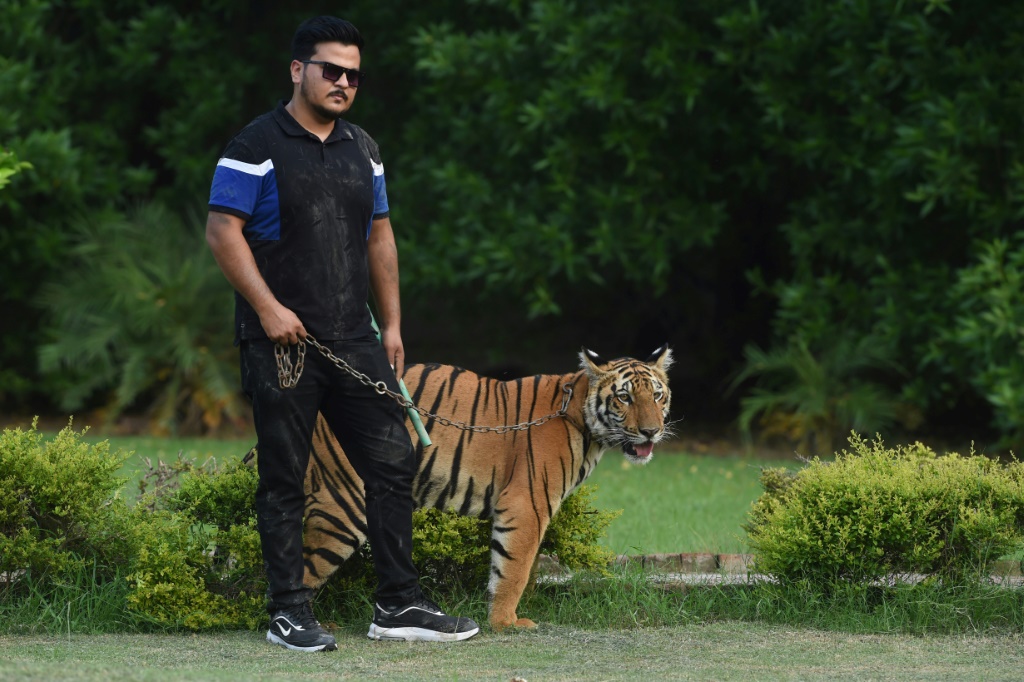 Animal collector Nouman Hassan, seen here with his pet tiger on August 4, says he will 'try to buy two to three lions for sure'
