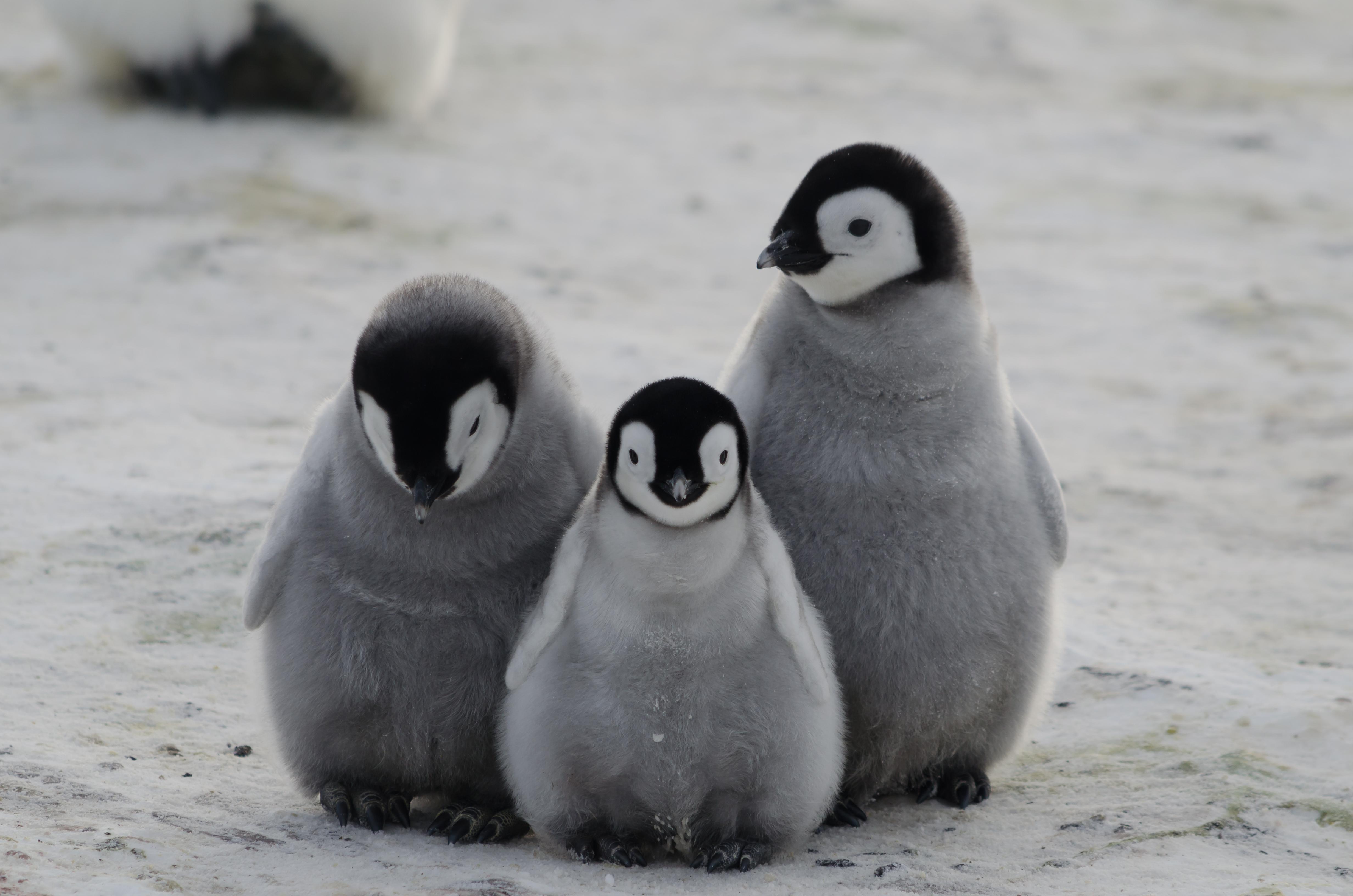 Penguin chicks stands on an icy ground