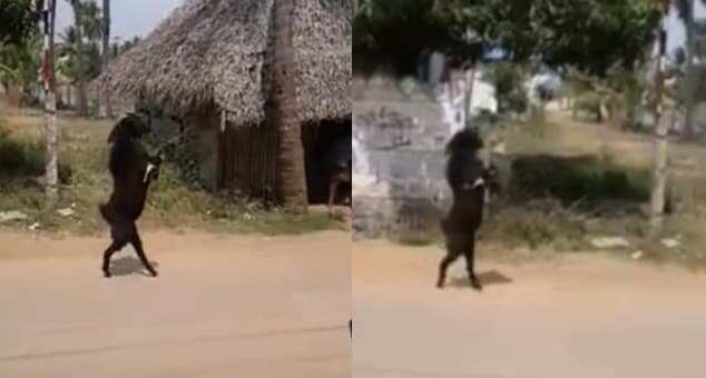 He's goat it!: Villagers left stunned after watching goat walk with hind legs