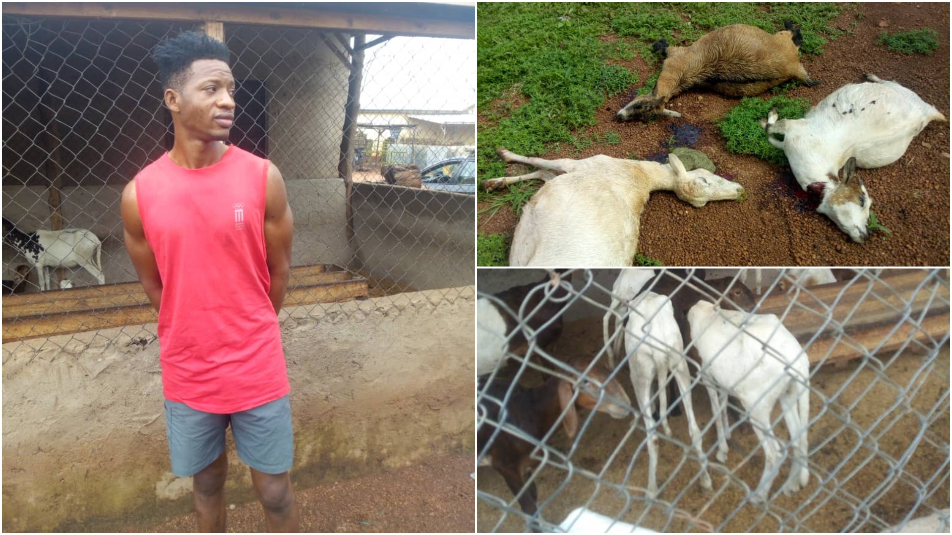 Police arrest 26-year-old man for stealing 26 goats and sellotaping their mouths