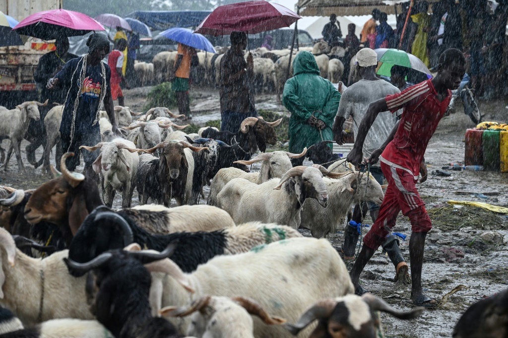 Hundreds of animals were brought to a market in Abidjan to be slaughtered for Eid