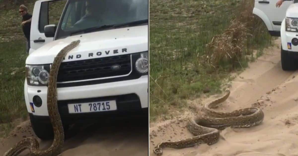 Man runs for his life as massive snake goes after car: “Snake is now the proud owner of a Land Rover”