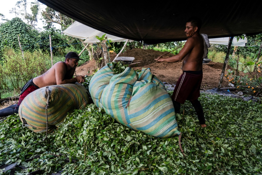 Some 250,000 Colombian families depend on coca for a living