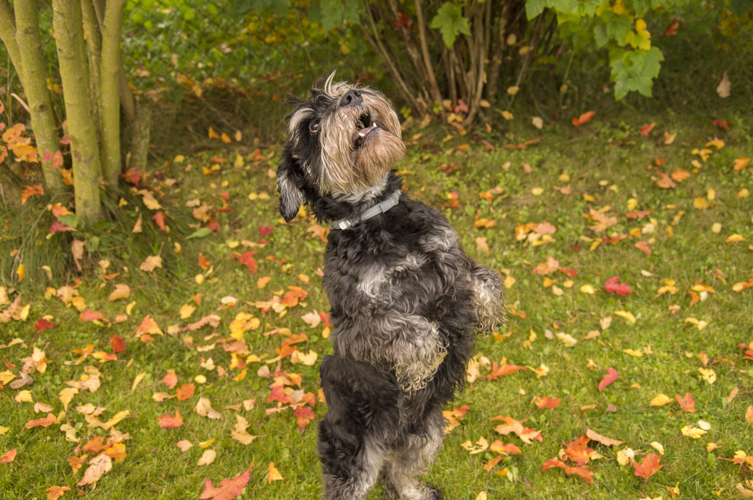 A miniature Schnauzer playing on the lawn.