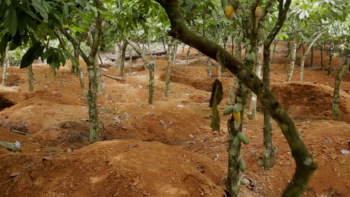 Illegal miners ransack cocoa farms in Eastern Region, COCOBOD alerts of dark economic times