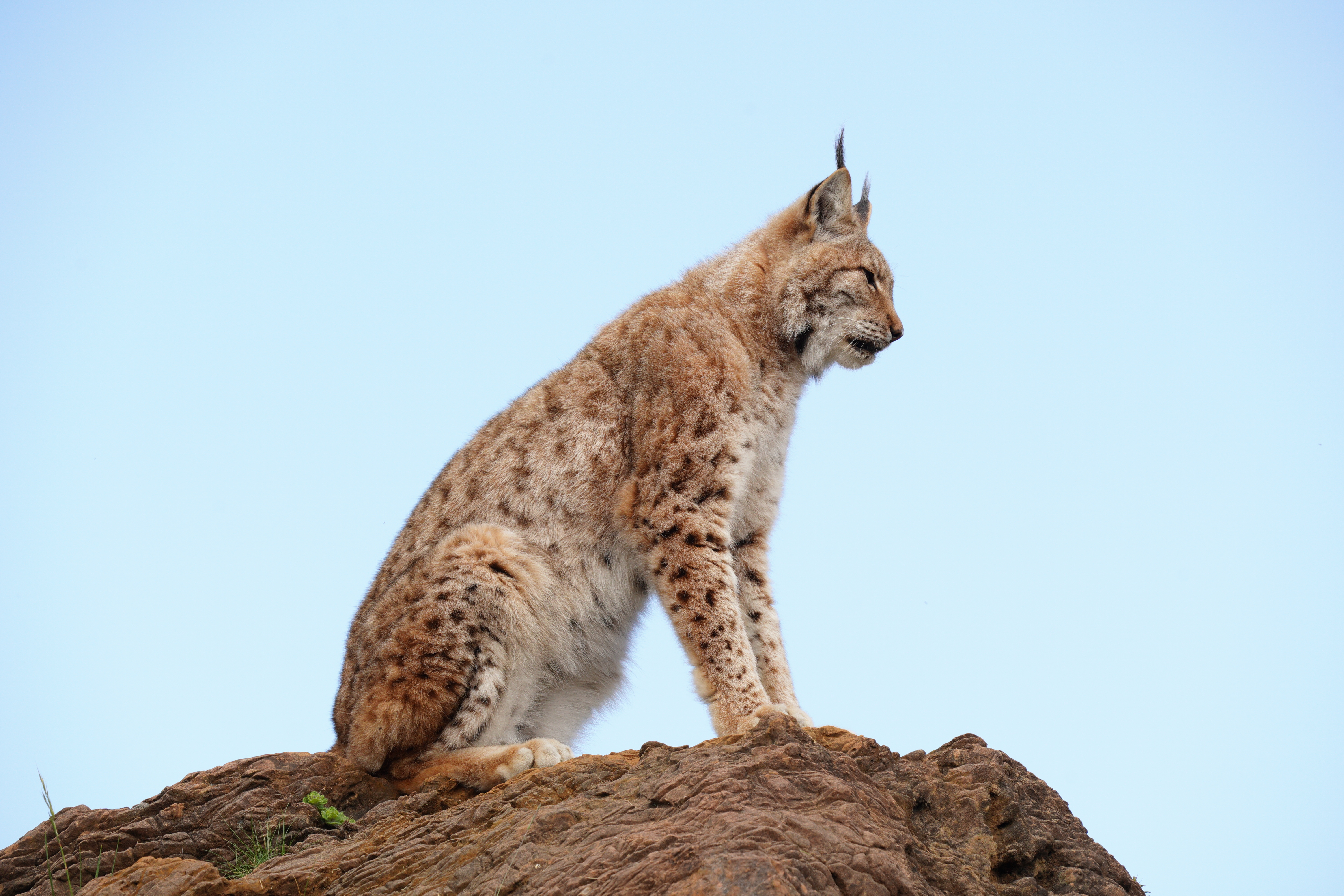 Iberian Lynx on a clear day