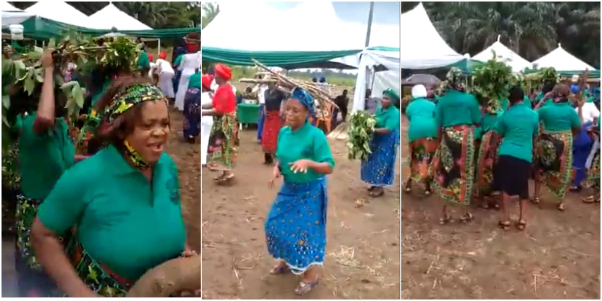Celebration as female farmers reap bountiful harvest after benefiting from Buhari's fertiliser initiative