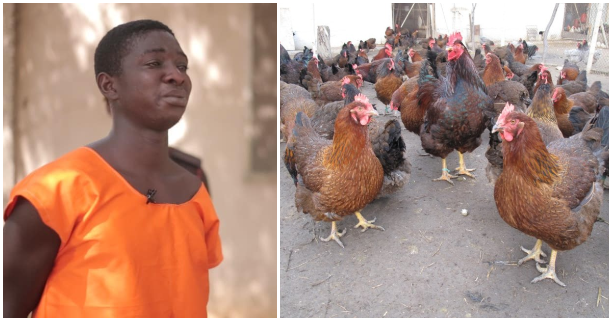 "This is sad" - Ghanaian man who stole 8 fowls gets sentenced to 2 years in prison