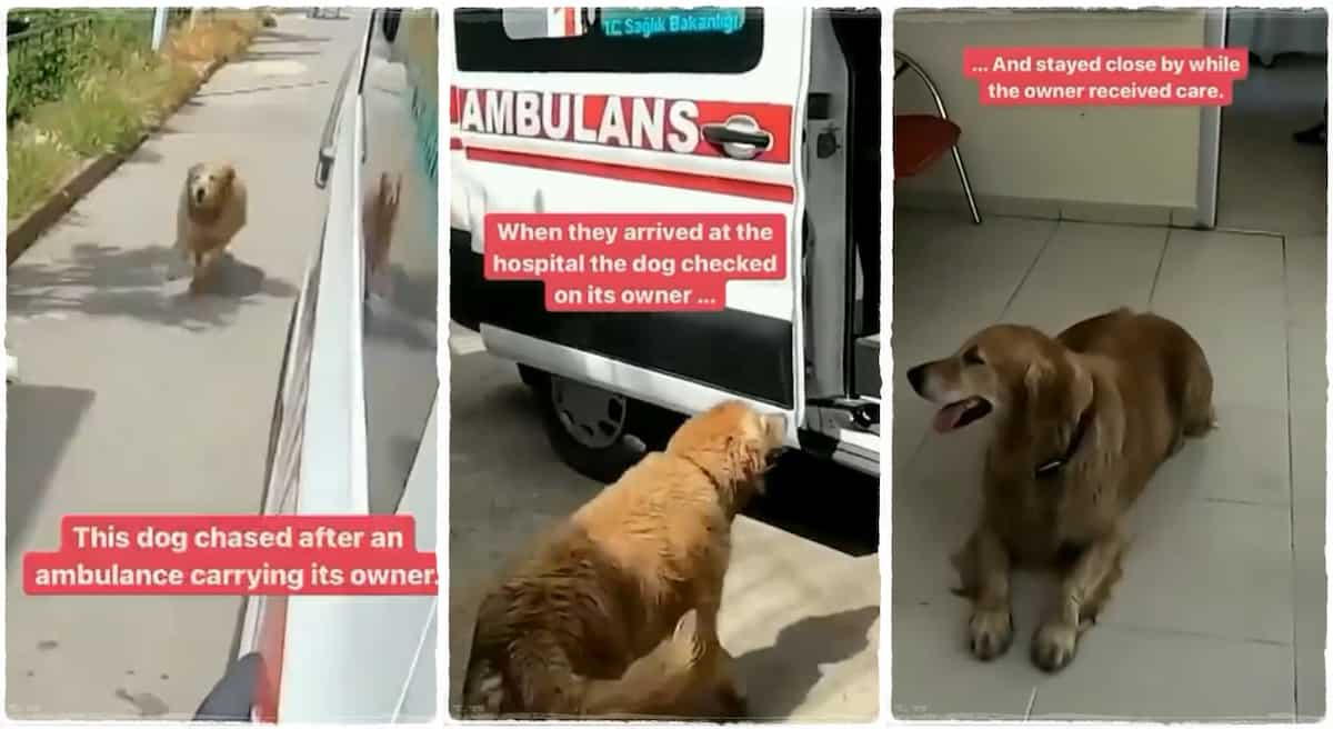 Photos of a dog following an ambulance that took its owner.