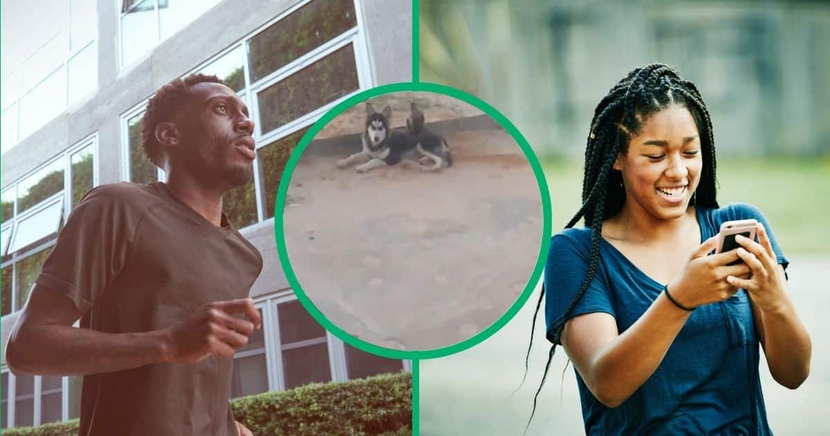 Jogger finds monkey riding husky in TikTok video, viewers amazed by bizarre animal friendship