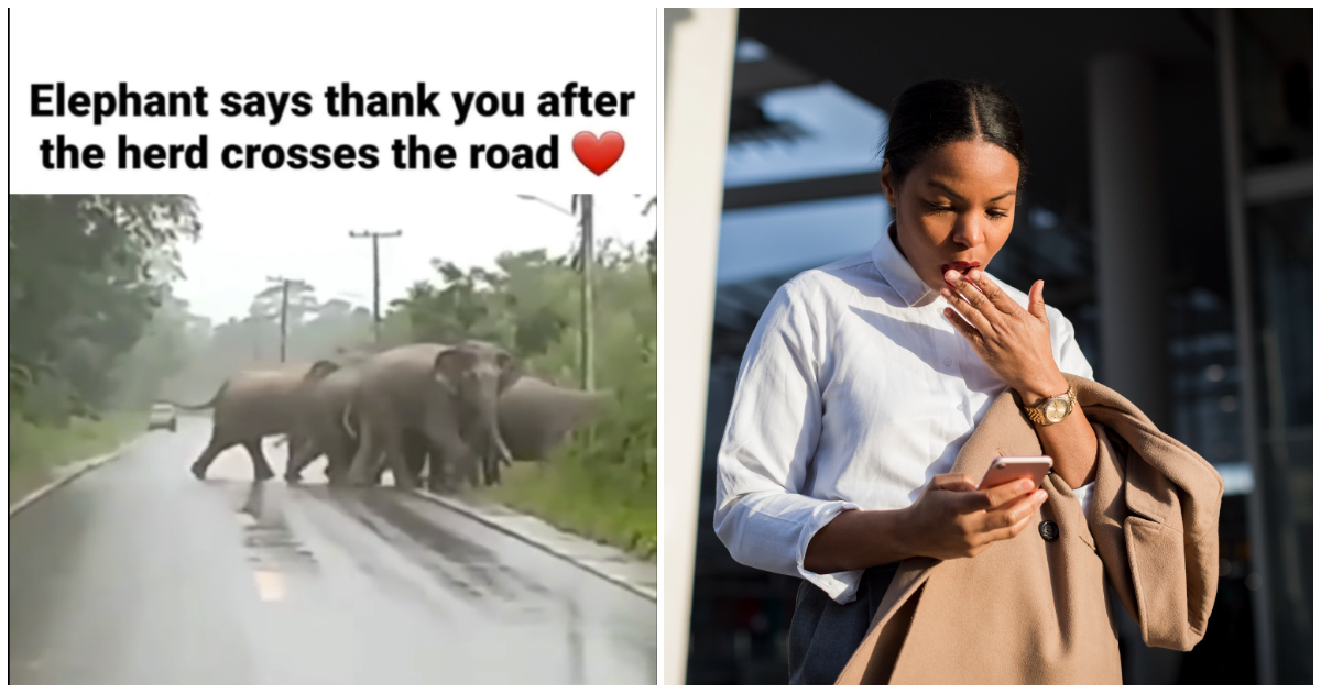 Elephant stops to say 'thank you' after cars allowed entire herd to cross the road in video