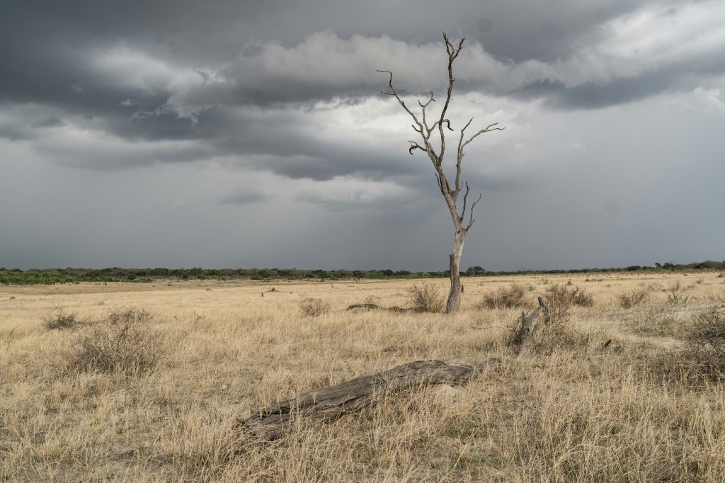 Major growing areas in Malawi, Mozambique, Namibia, Zambia and Zimbabwe received only 80 percent of average rainfall during the mid-November-to-February summer period