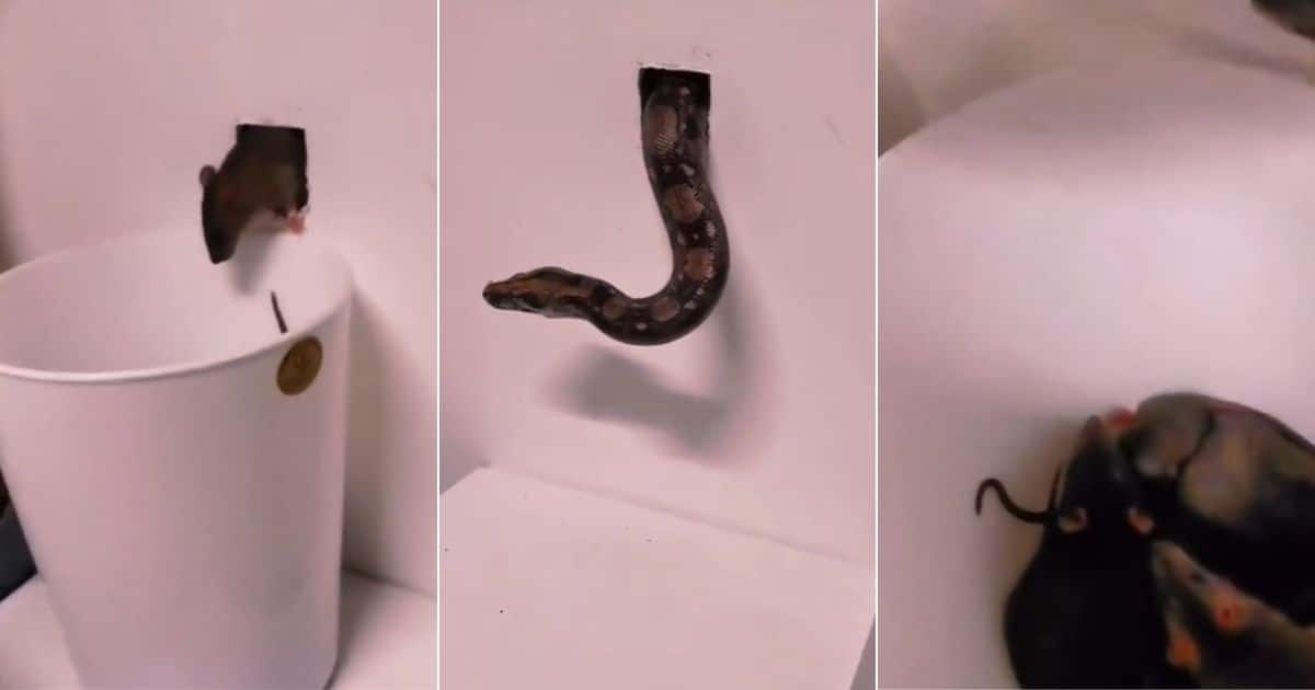 Video of man using a snake to catch rat family of more than 10 gets 5M views, peeps praise method