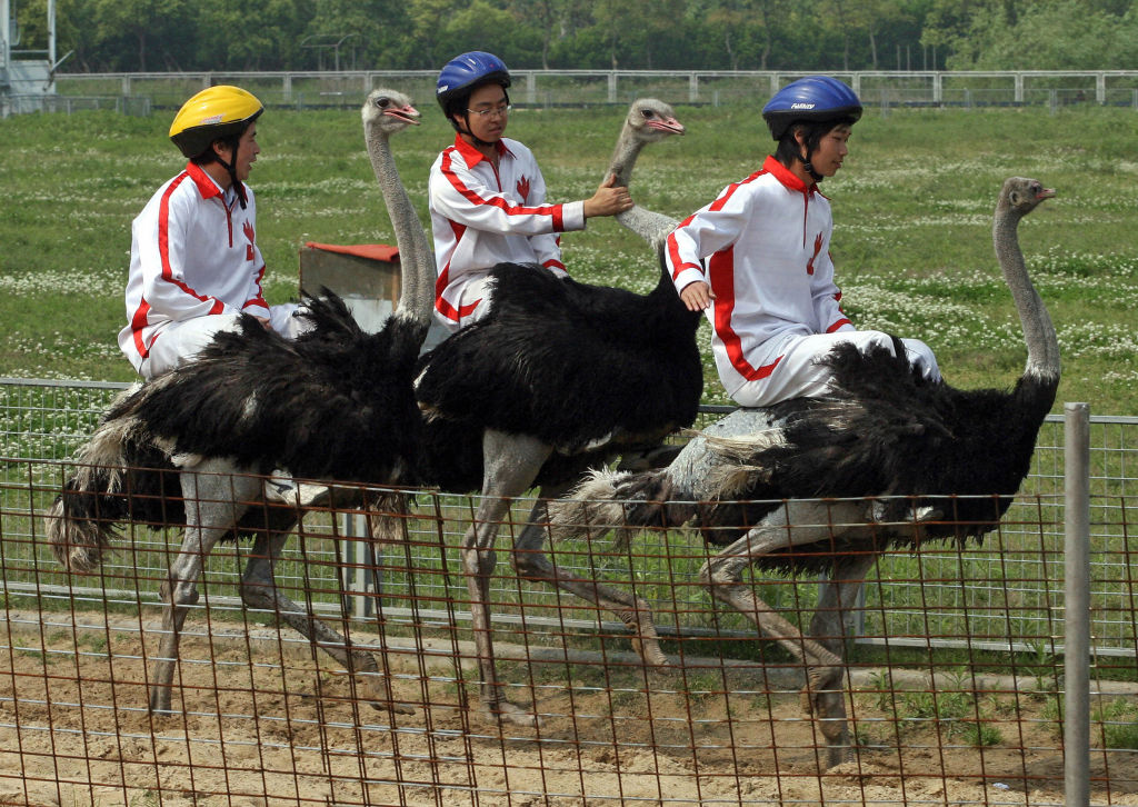 Chinese jockeys ride on three ostriches during a novelty race at the Shanghai Wild Animal Park