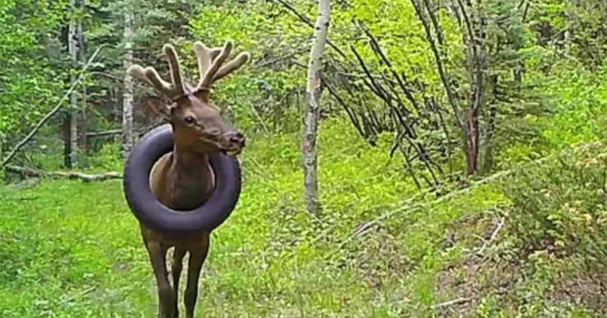 The bulk elk with a tyre stuck on his neck.