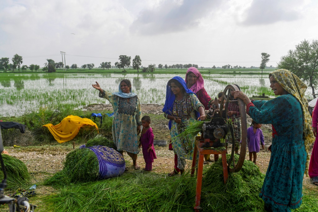 The agriculture sector is by far the biggest employer in Pakistan, accounting for more than 40 percent of the labour force, the majority being women