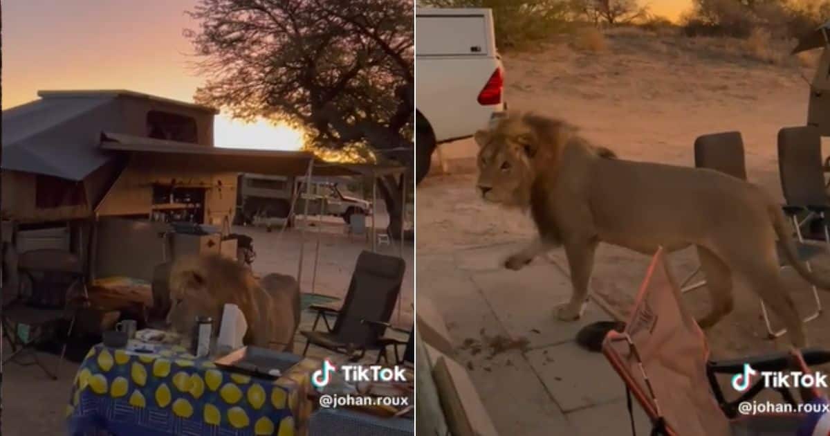 Family on Safari gets a visit from a lion
