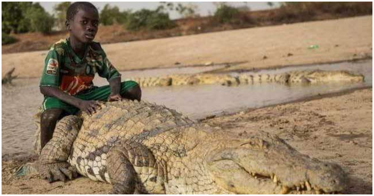 A young boy sits on a crocodile that is considered to be sacred