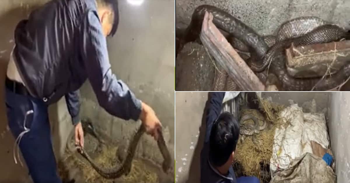 Snakes, Man catching, bare hands, Social media reactions
