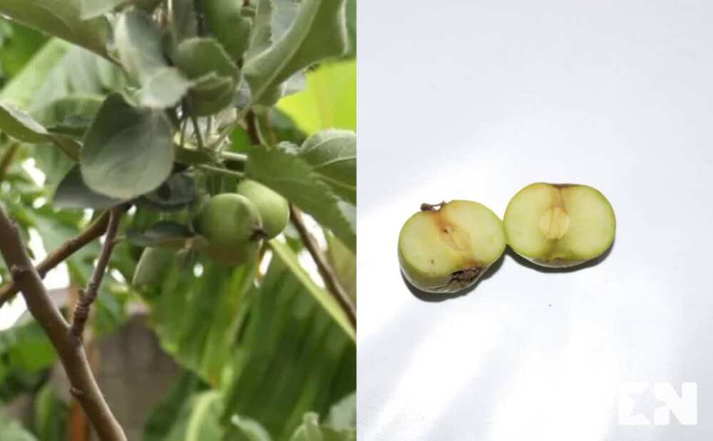 Real apple tree found in Ghana - CSIR finally confirms