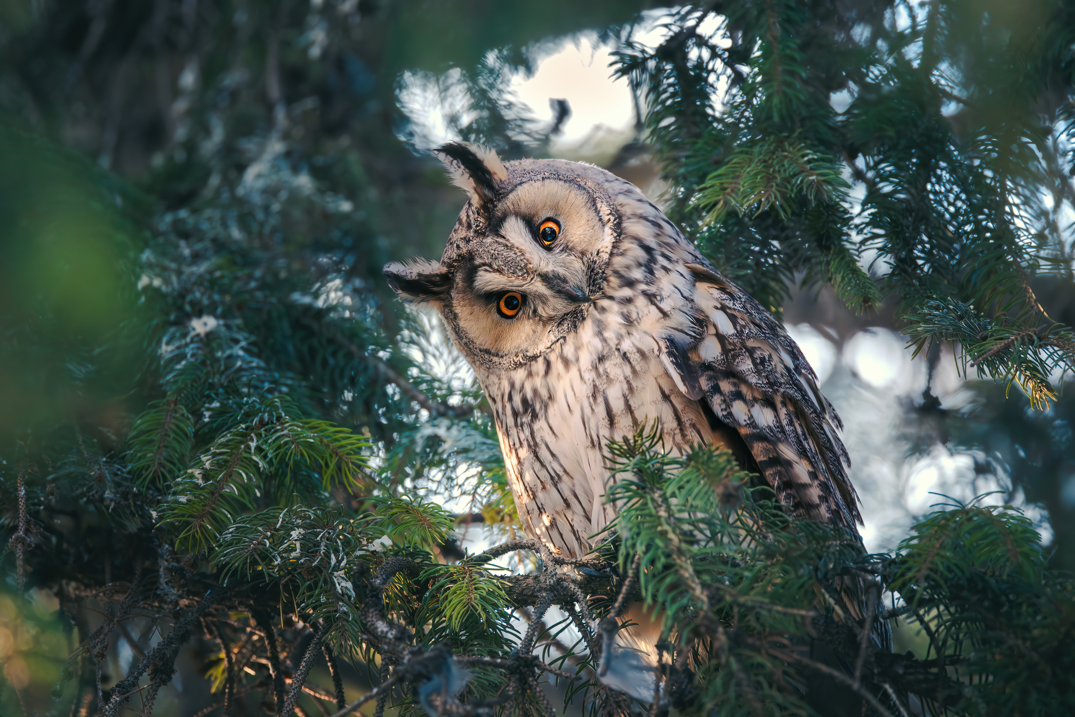 Long-eared owl watching from a pine tree branch in a mystery wood