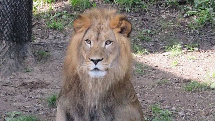 Daring woman who entered lion's zoo lucky to come out alive