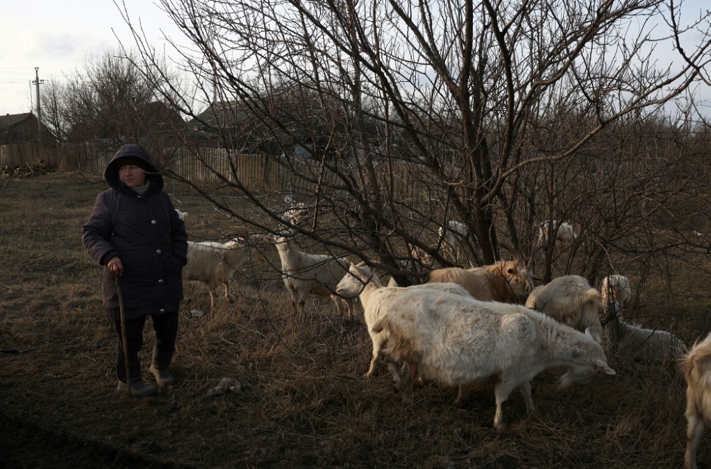 An elderly woman herds goats in the village of Siversk, in the Donetsk region