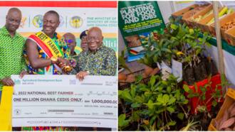 Farmers' Day 2022: 43-year-old from Asante Juaben adjudged Overall National Best Farmer; gets GH¢1m